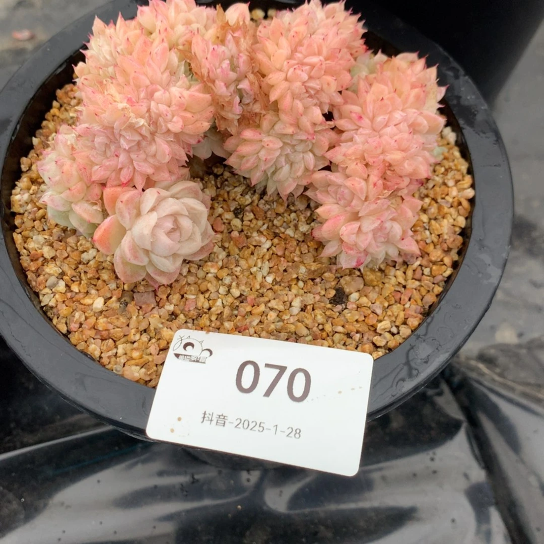 Y**oYoyo070号多肉