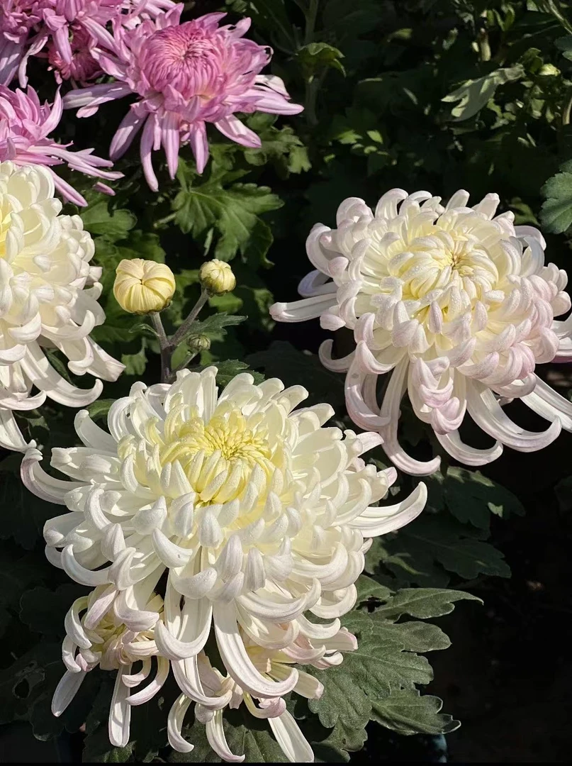 独本菊《倾国倾城》盆栽菊花大苗室内阳台花卉好养四季开花