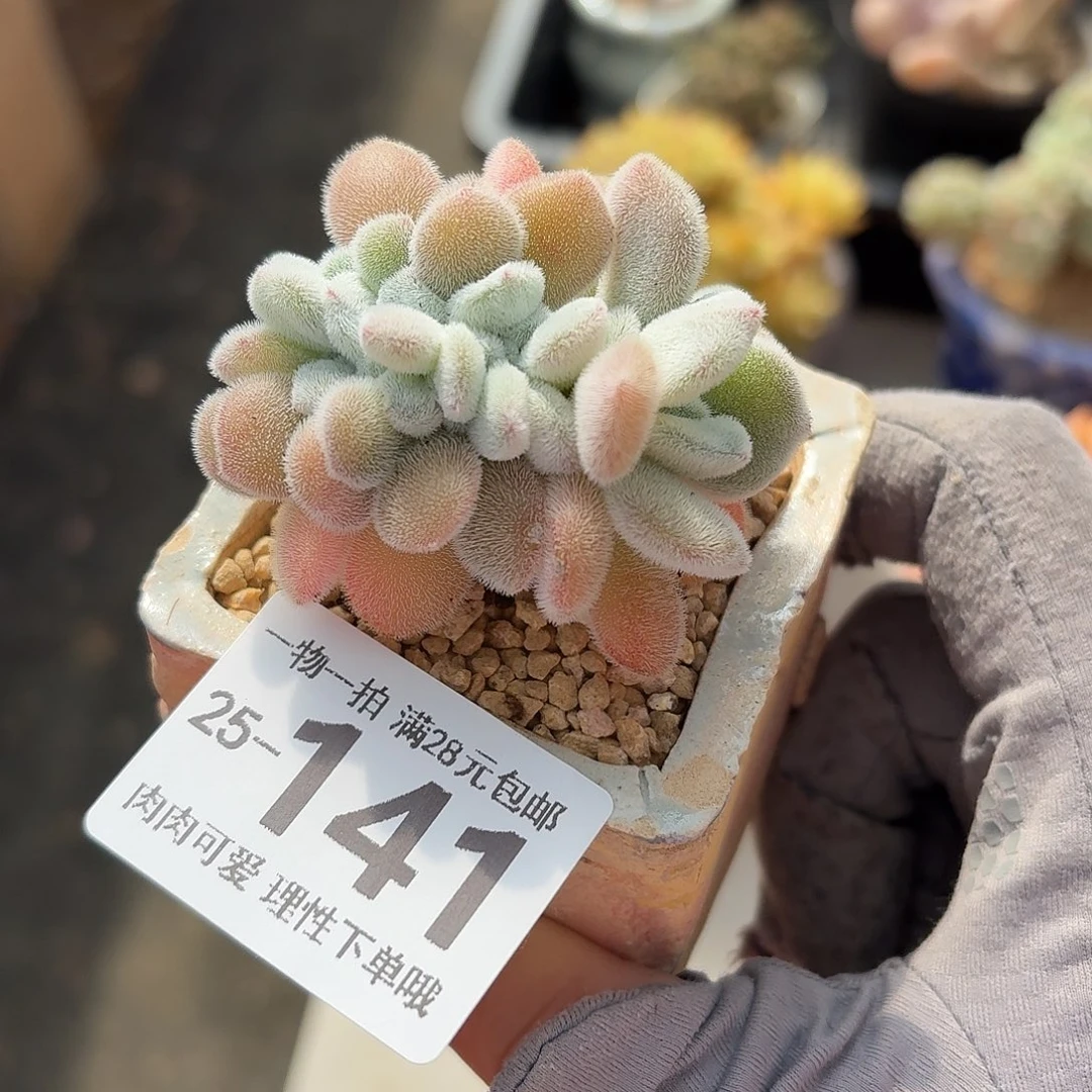 雪晃星缀无盆土发货