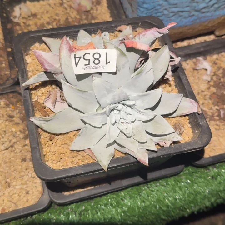 3代杂交仙女杯多肉福利