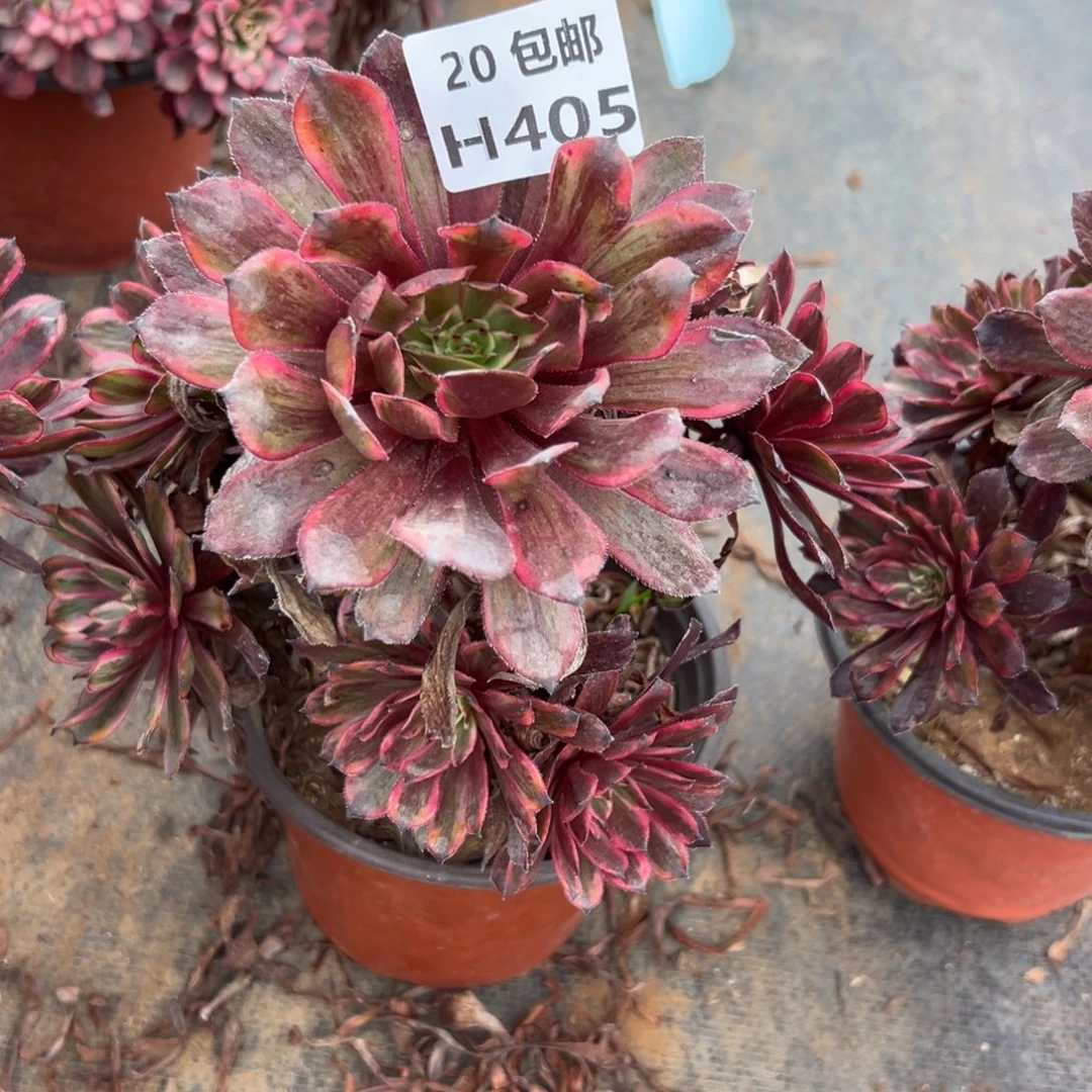 405紫霞仙子，满20包邮