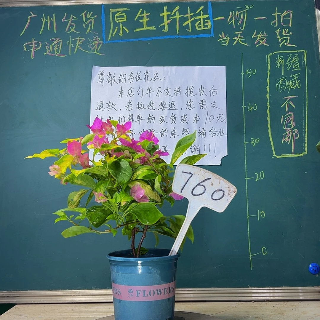 当前无花栽培后可以开花 斑红樱  760