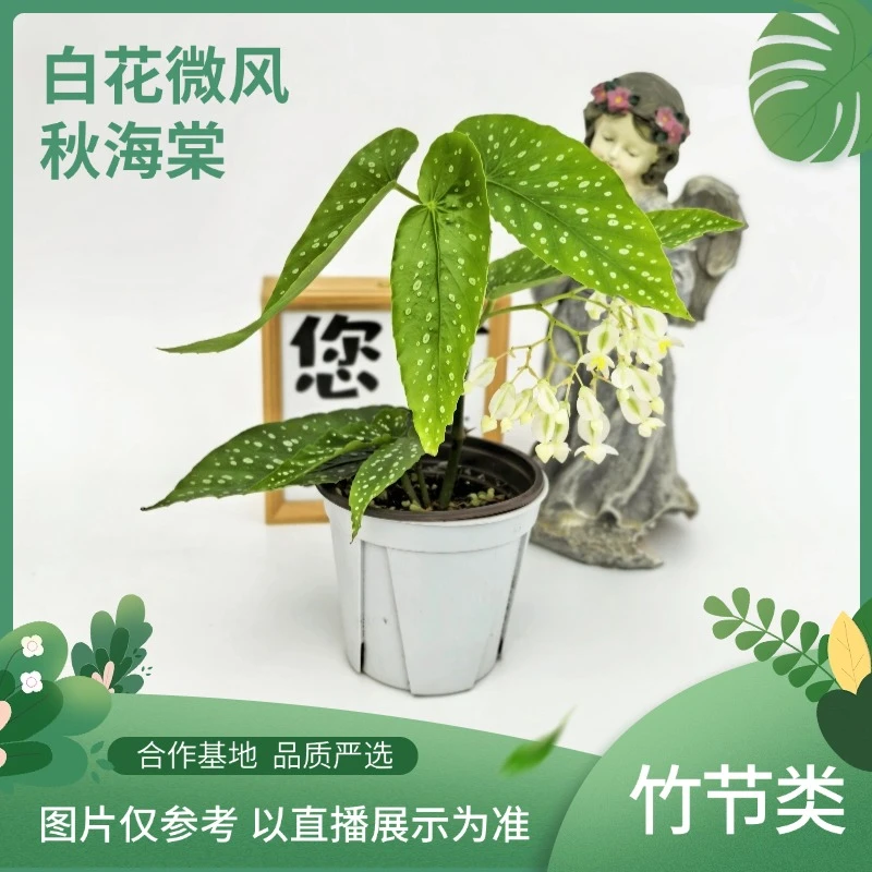 白花微风竹节秋海棠室内观叶植物秋海棠盆栽好养