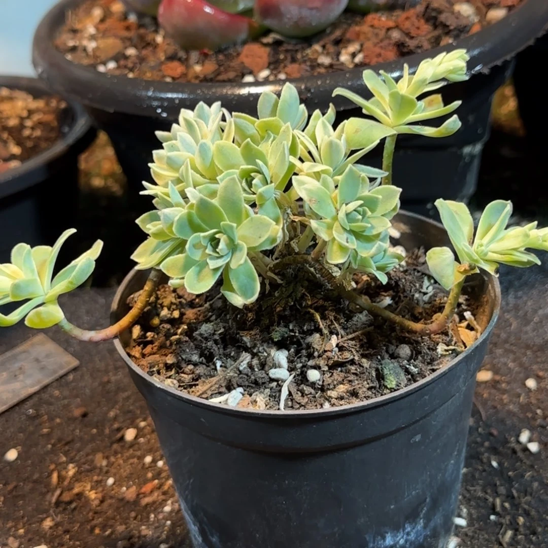 波花锦一物一拍包装收缩花旱