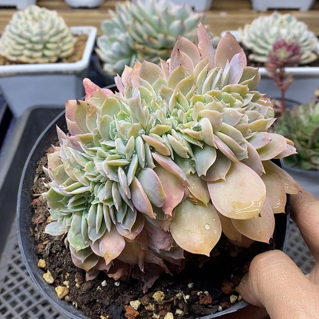 23162dapinky 缀化