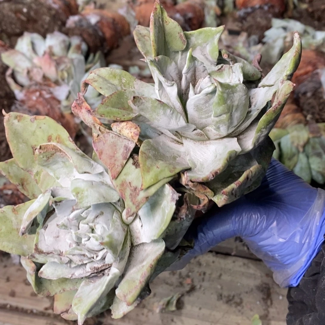 爱***女1973哈哈哈哈哈哈哈哈给哈哈哈