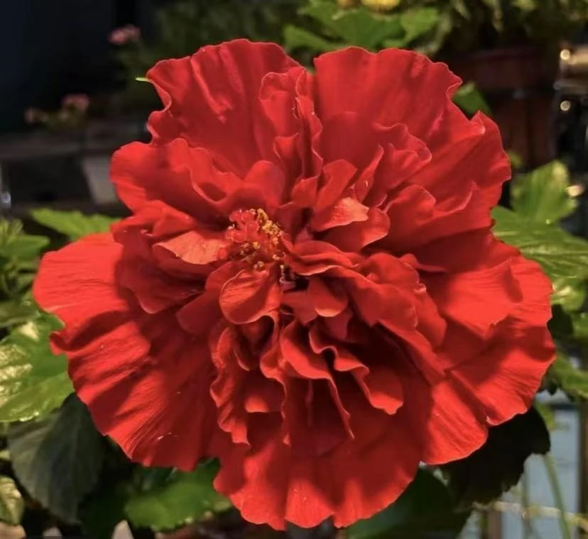 【超大花】丹麦木槿 单色重瓣 阳台庭院花卉好养绿植盆栽