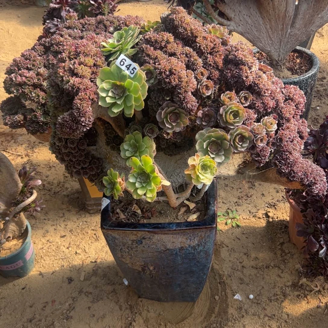 R***曈万朵有伤645一侧板薄