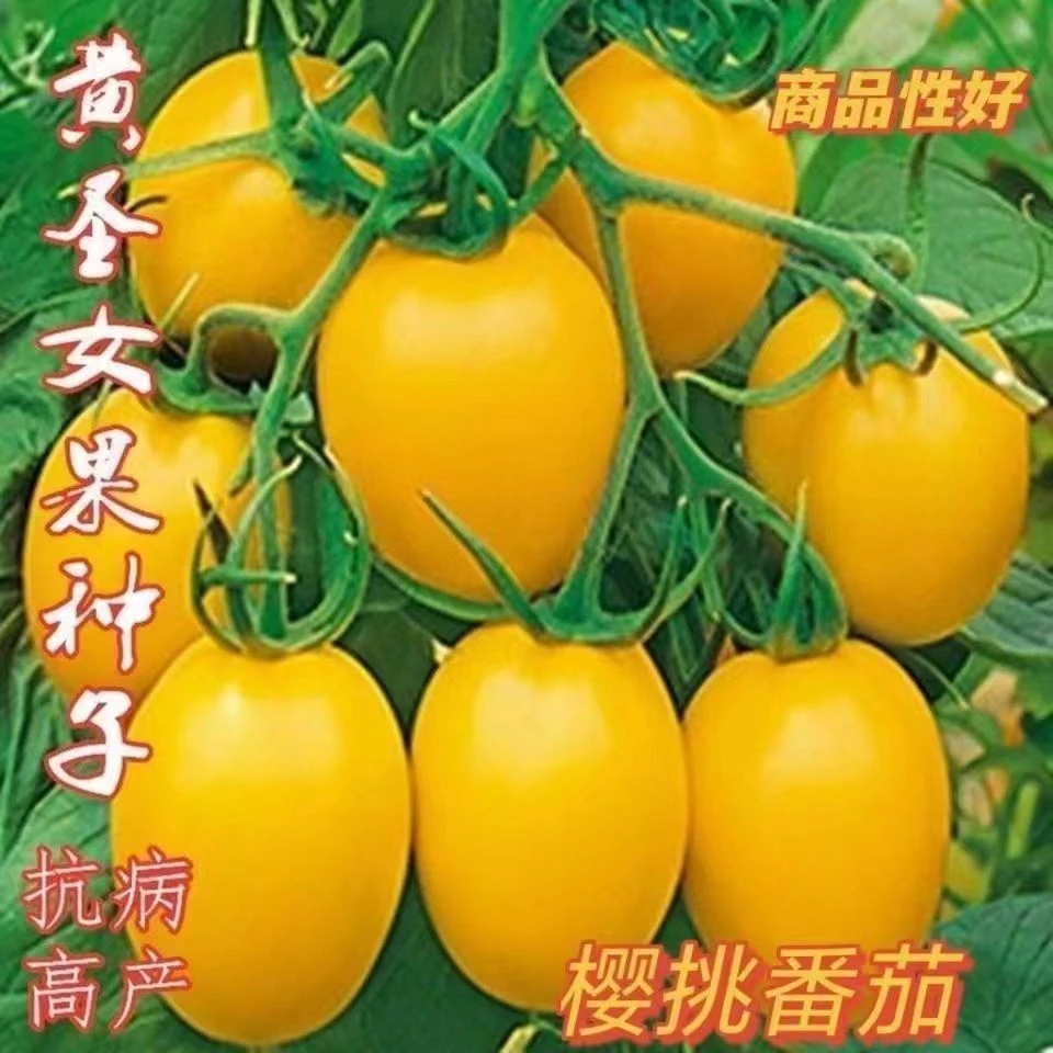 【全店满5包包邮】黄盆栽小番茄种子水果西红柿种籽高产