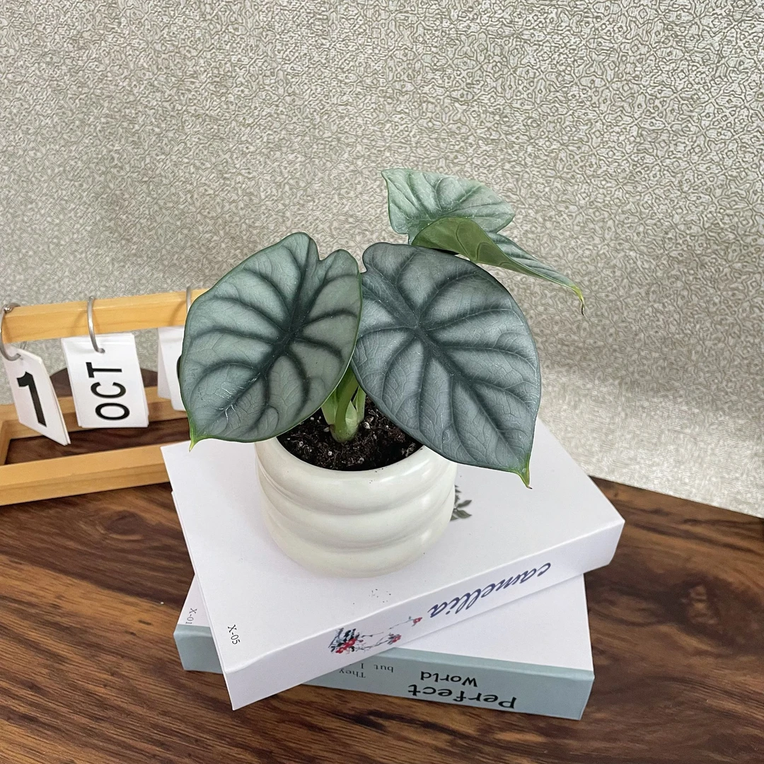 【有植依海芋】白犀牛海芋龙鳞海芋ins风北欧风室内桌面网红盆栽