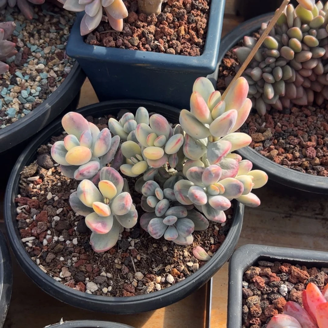 多肉乒乓福娘锦【非偏远满18包邮】