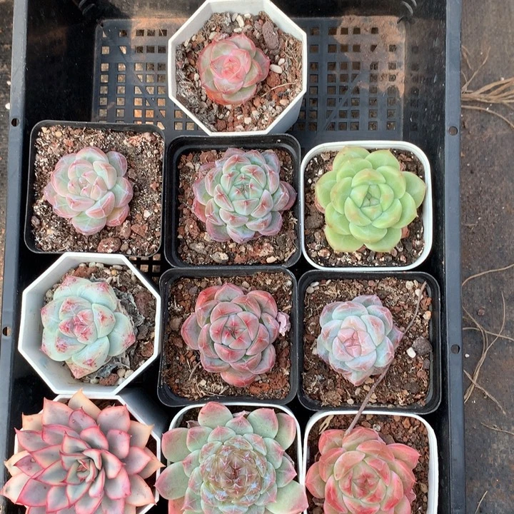 杂交10颗。         43号