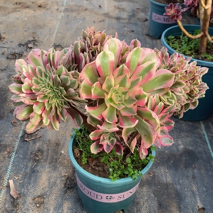 粉女巫缀多肉植物22