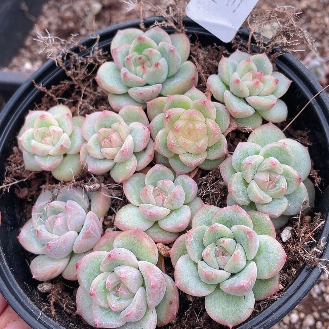 多肉植物多肉植物392