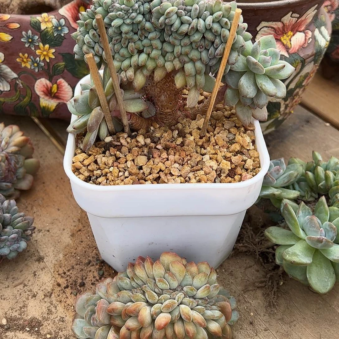 简***单简单红恋加星影缀