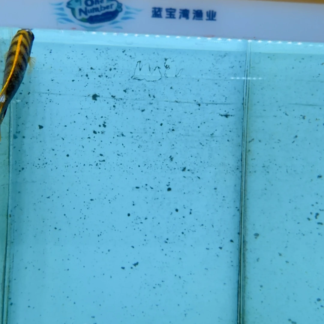 慈鲷1021红鸡。