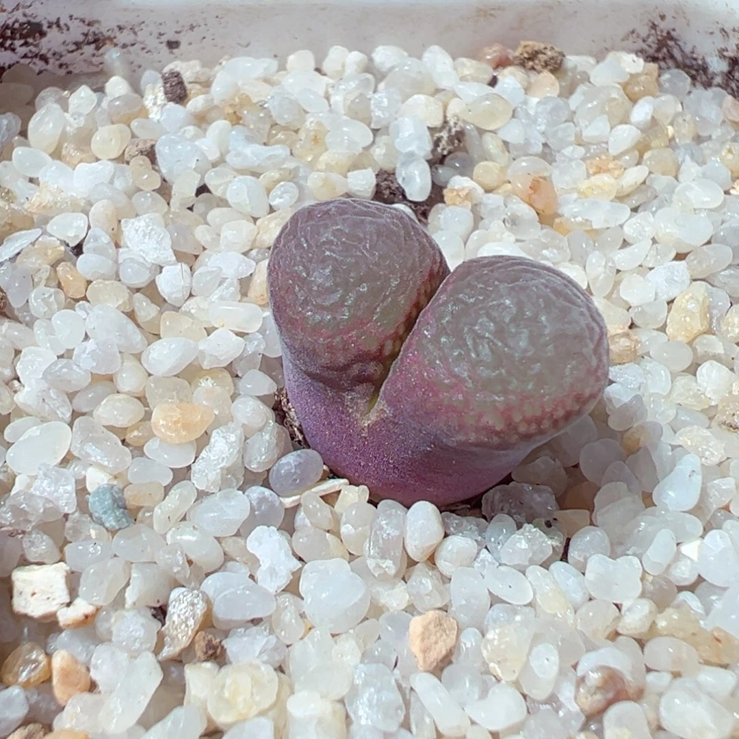 1228-160多肉多日彩虹风铃