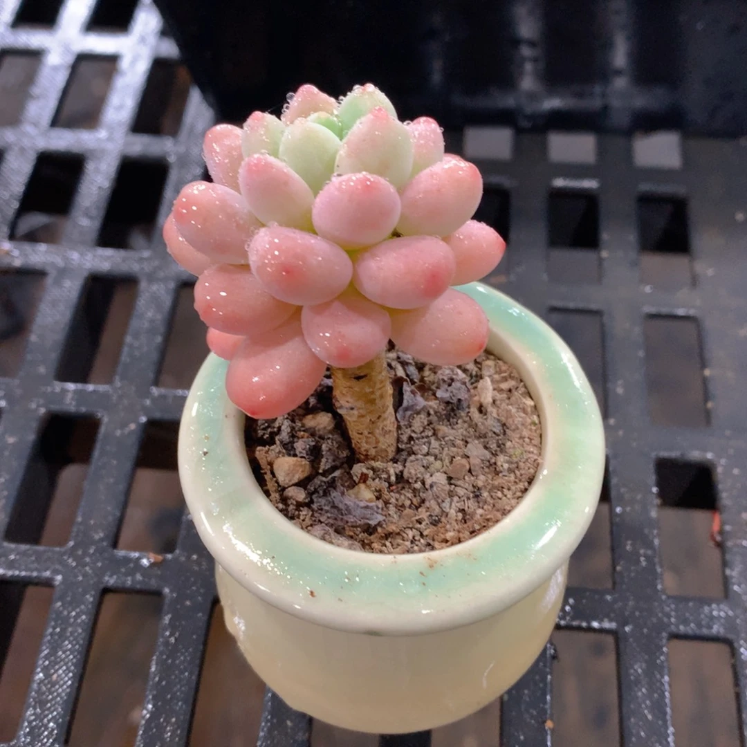 肉萌萌精控多肉 5cm盆量拍 达芙妮单头瓷盆