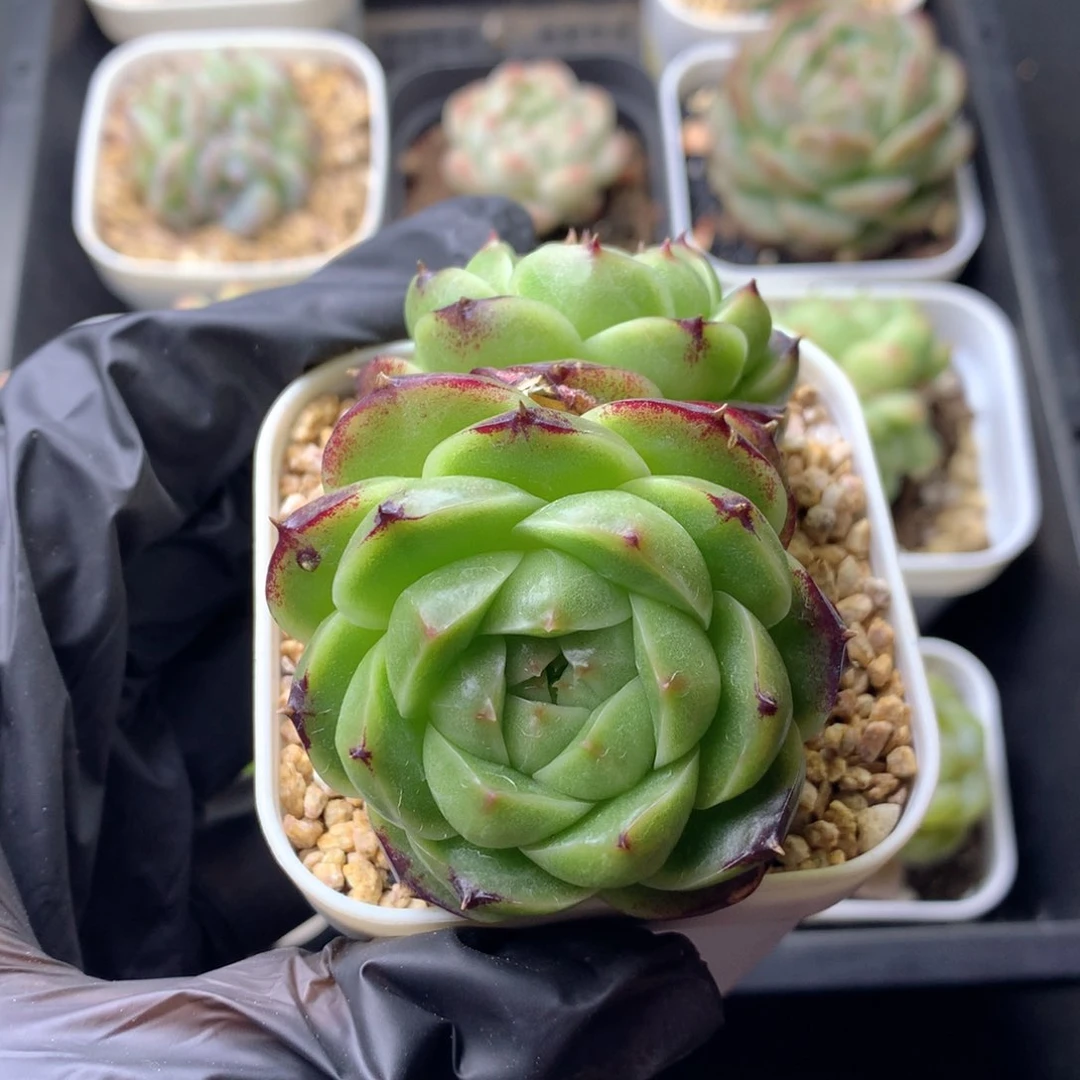 58包邮  群生不包整 5