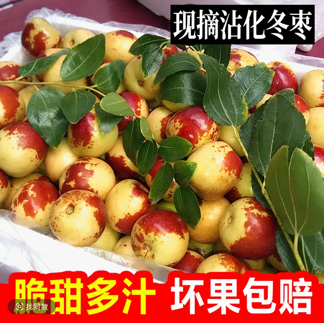【沾化冬枣】沾化现摘冰糖冬枣脆甜多汁当季新鲜水果