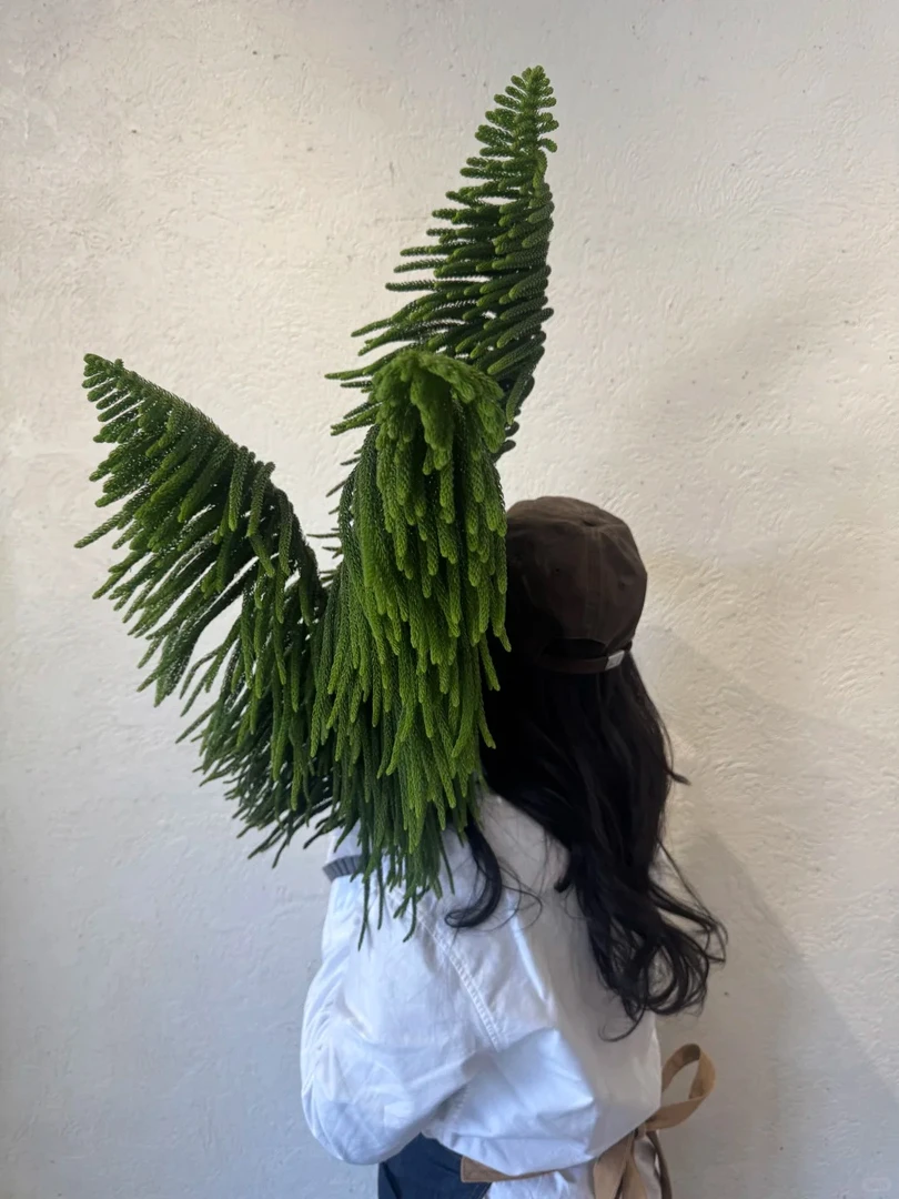 圣诞花材 南洋杉小众花材