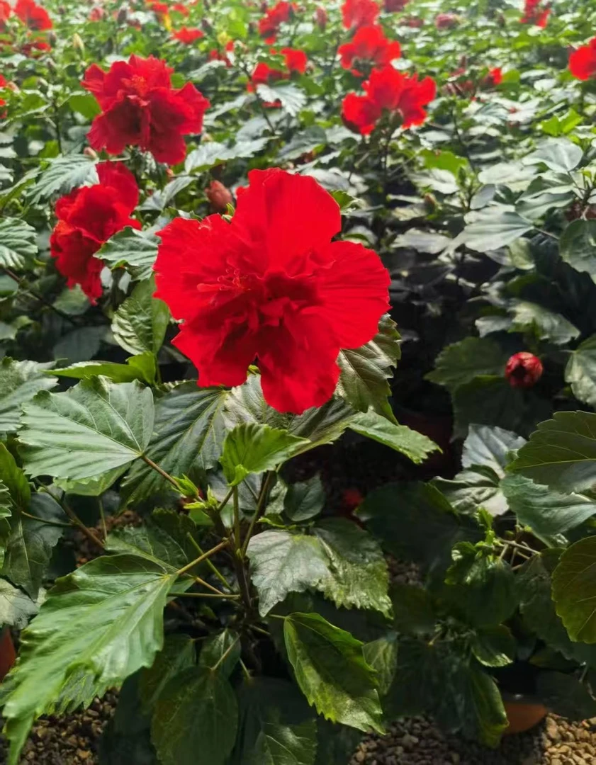 重瓣大花木槿150盆木本植物盆栽新手易养护