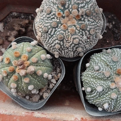 311处理三个仙人球处理