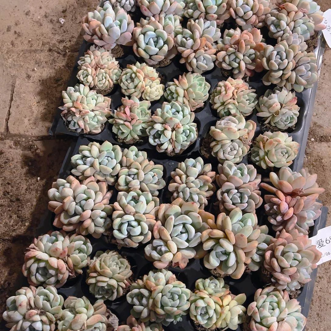 50孔白女王群➕奶劳共20颗量拍