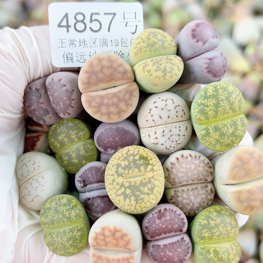 4857 好养易活生石花大母本18个