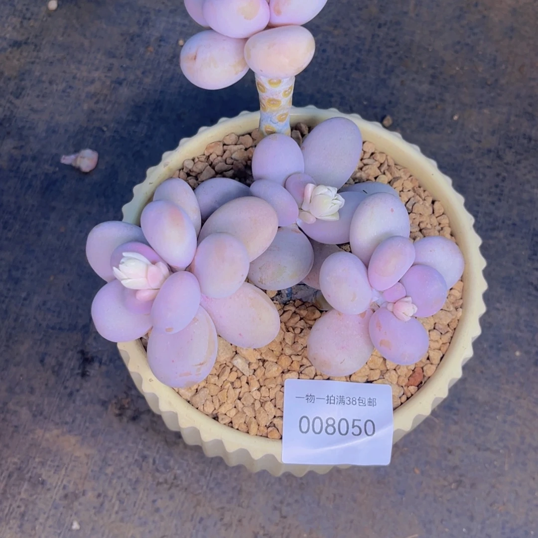 多肉一物一拍8050