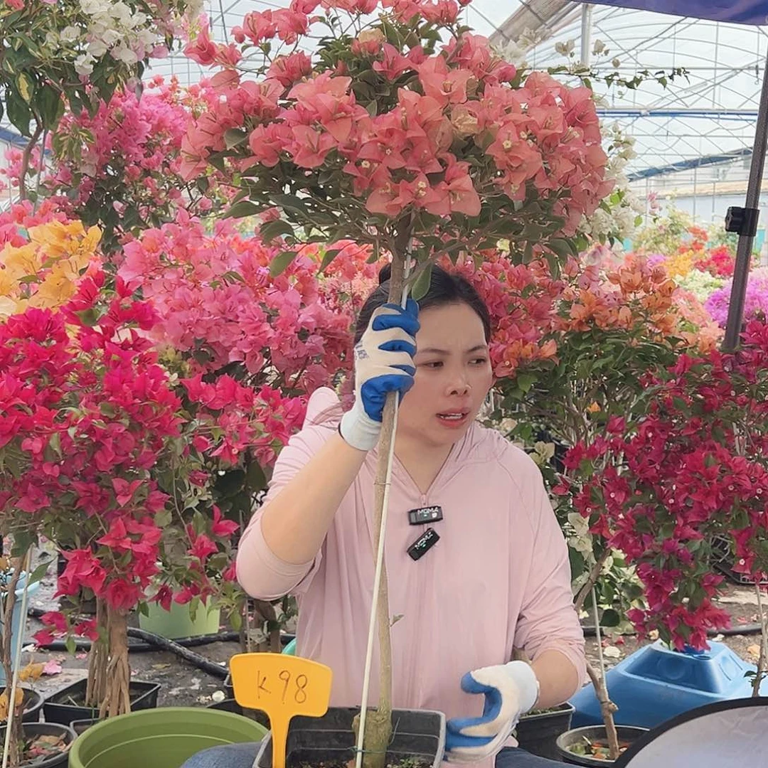 弥***园大部分花苞少量开放K98卡亚塔