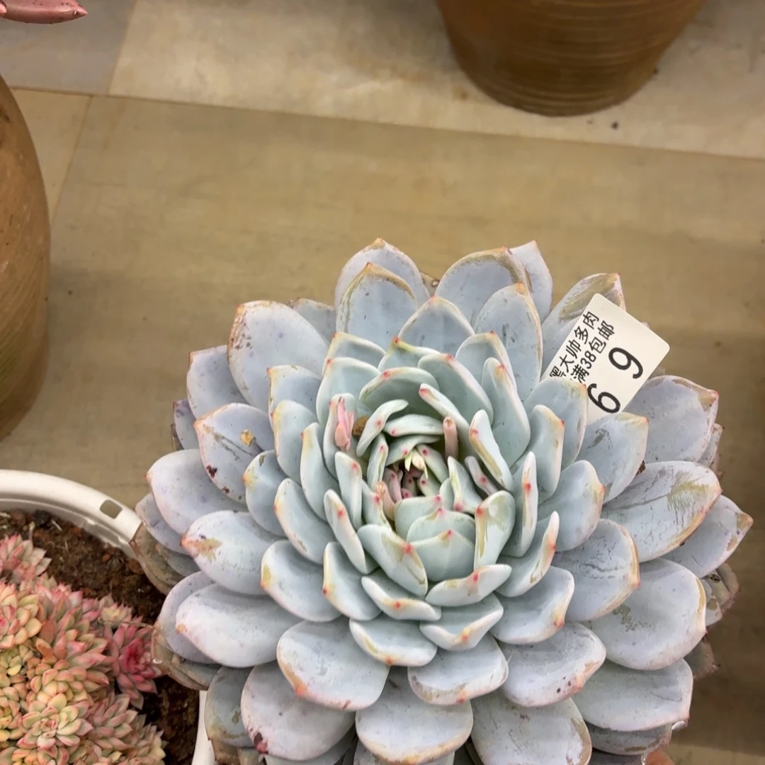 雨***莹黑大帅多肉69橙子