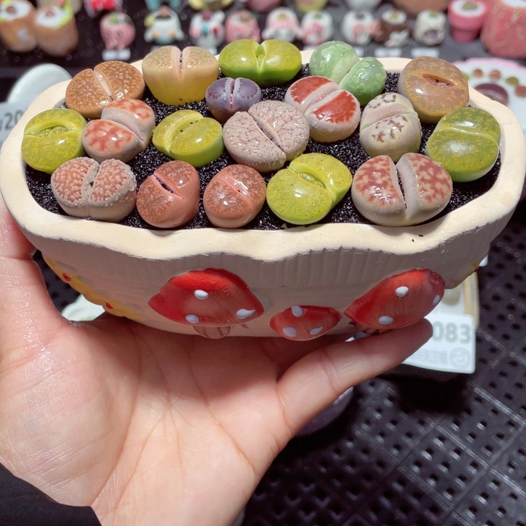 w2089 带盆土发货-零下地区拍保温箱