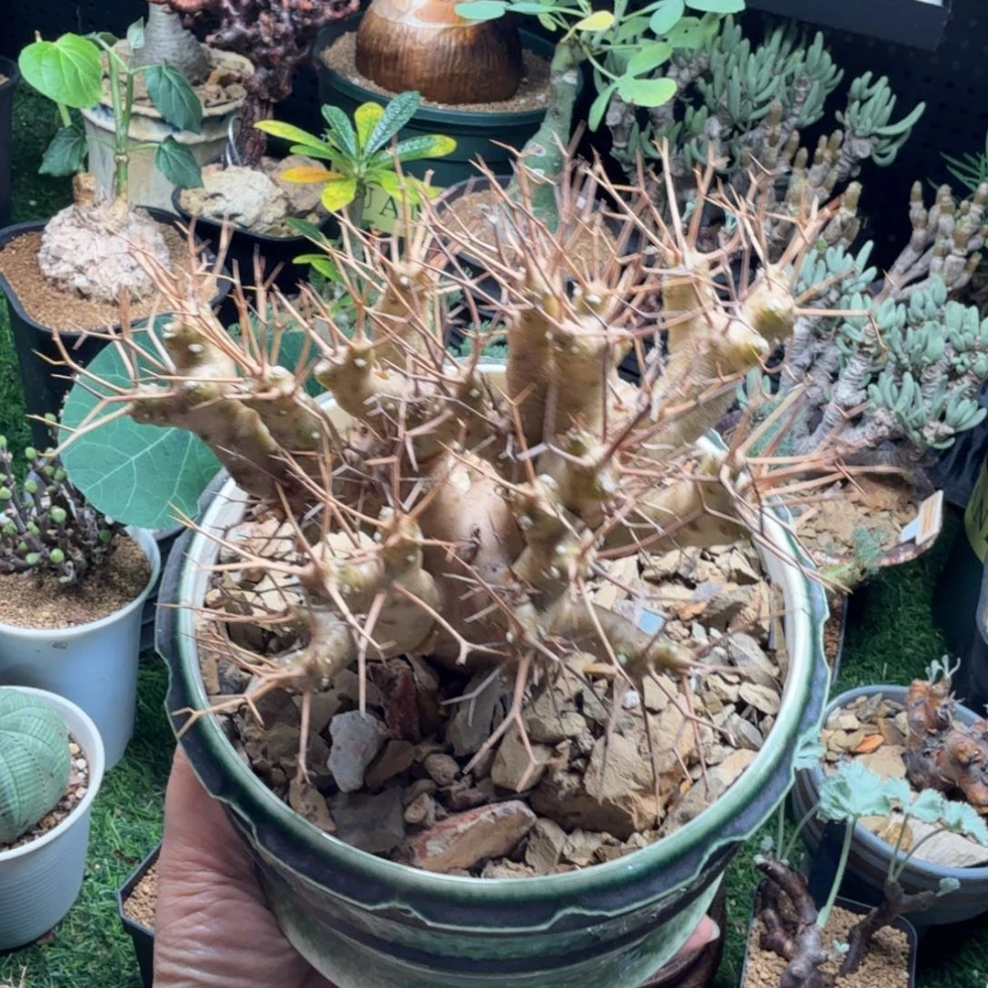 黑鬼殿(不含盆)仙人掌