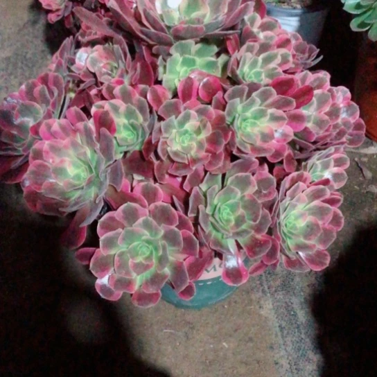 @***暖无花朵凤冠法师多肉植物45号