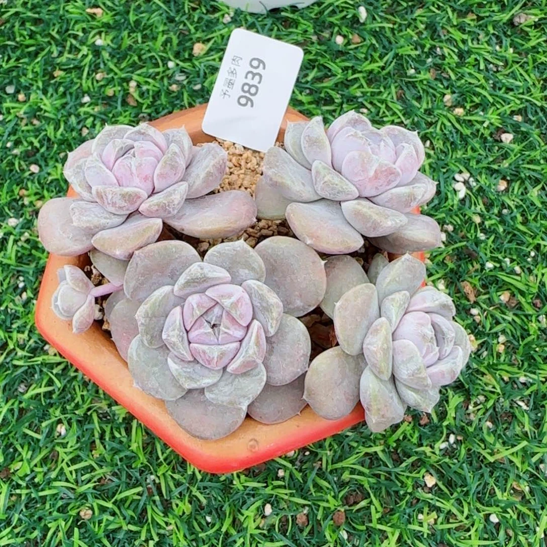 汉堡无砍，9839多肉植物