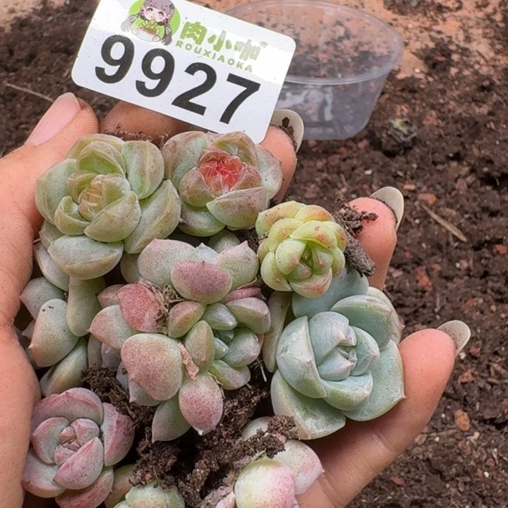 岁***好多肉植物多肉植物