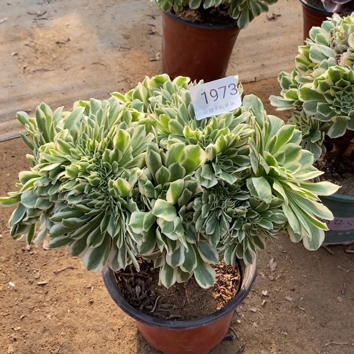 迈巴赫多肉断头不包1973