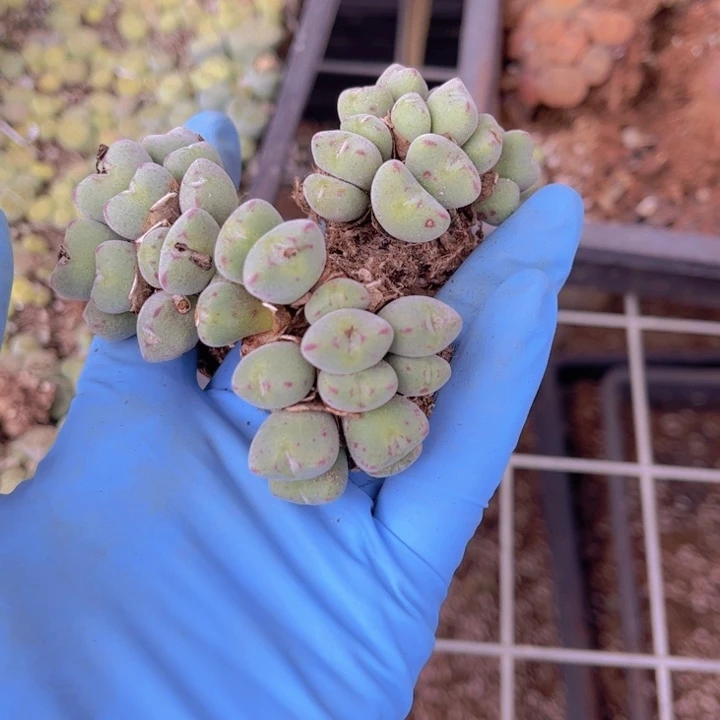 三颗口迪8888888888888