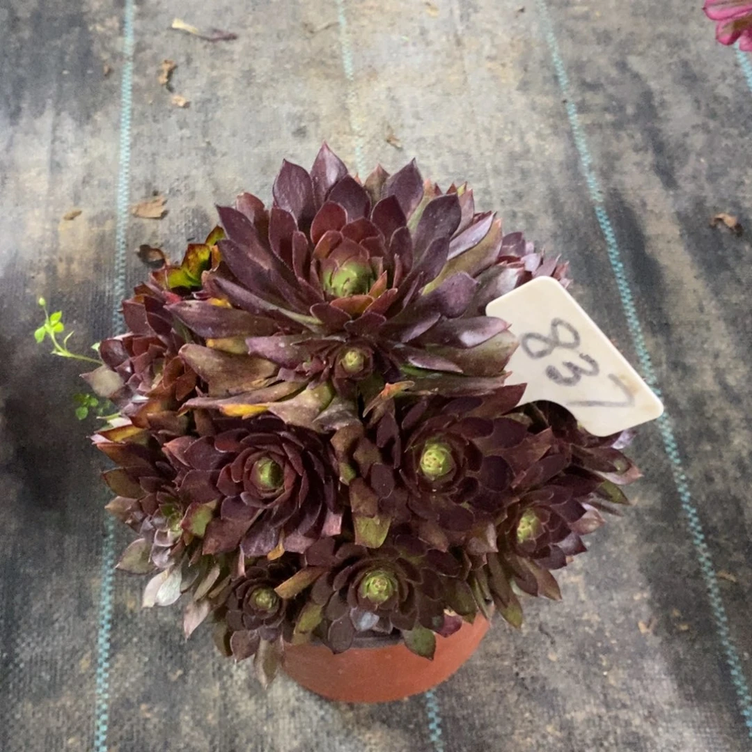 红陶837红魔多肉植物