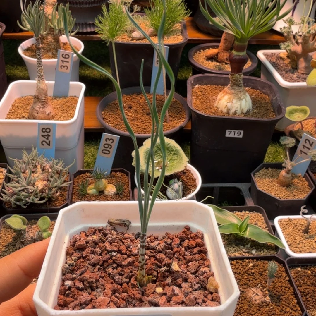 G B豹纹弹簧草587 仙人球