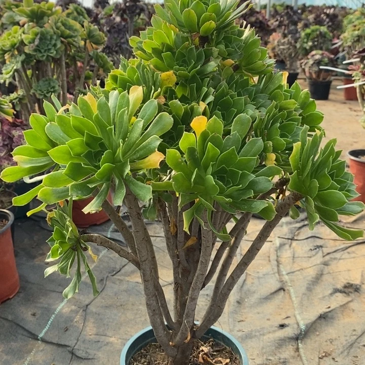 绿法师多肉植物49。