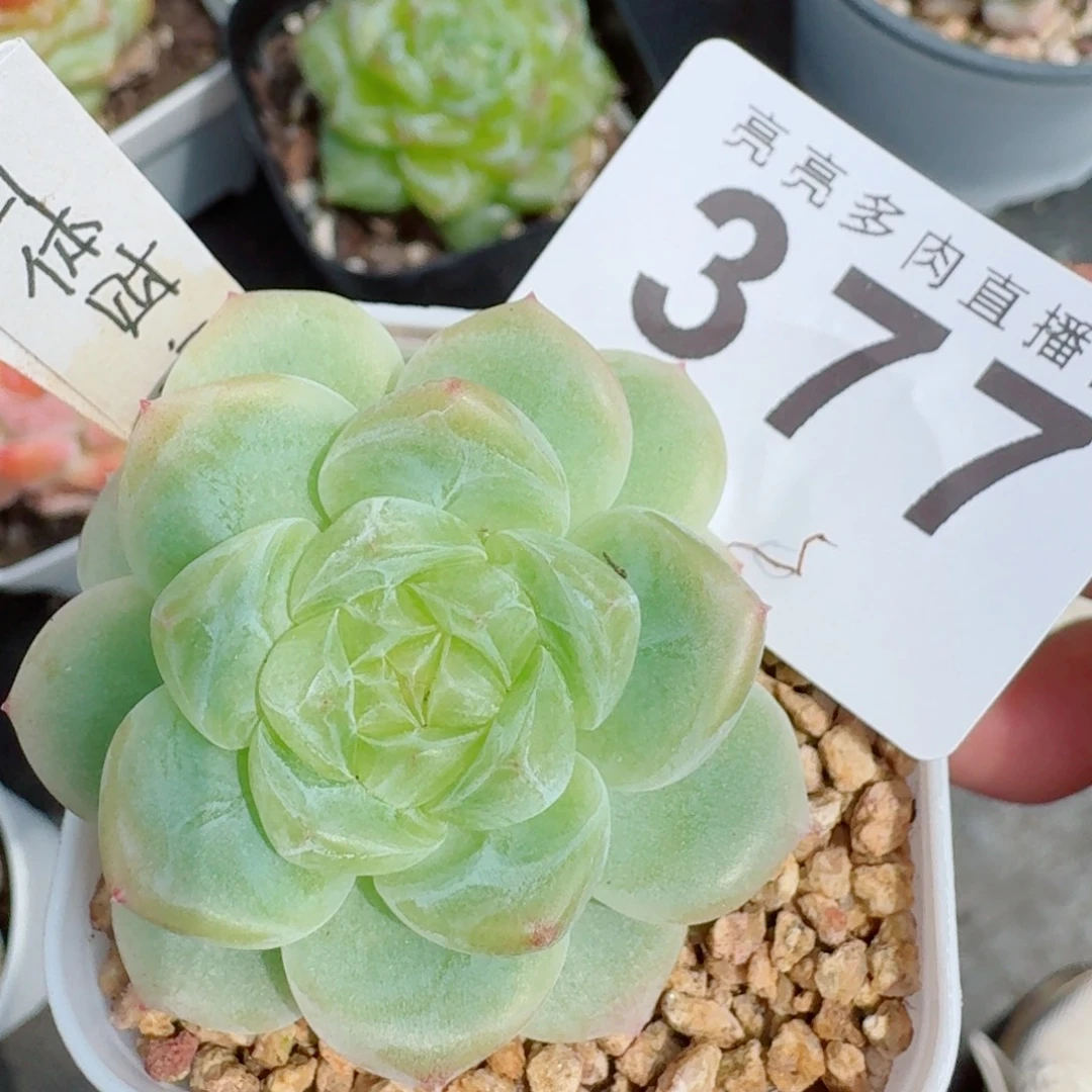 白体财富            精美多肉植物