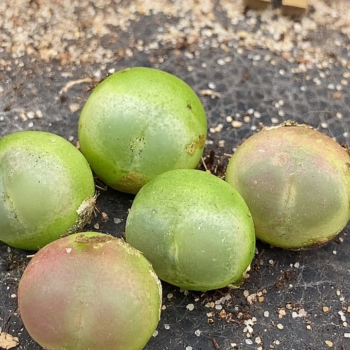 4525大拉登母本一颗