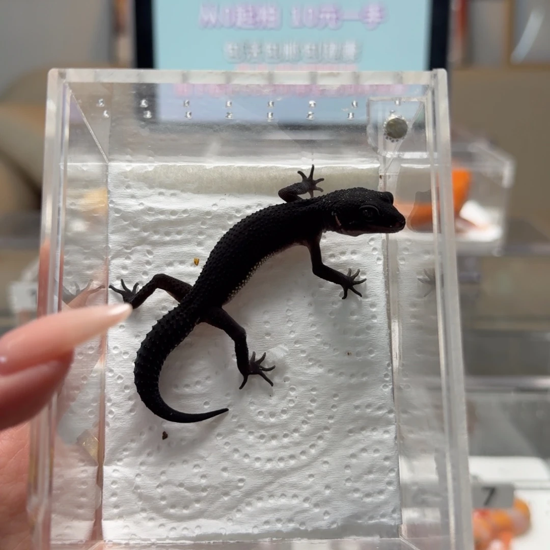 豹纹守宫黑夜母温