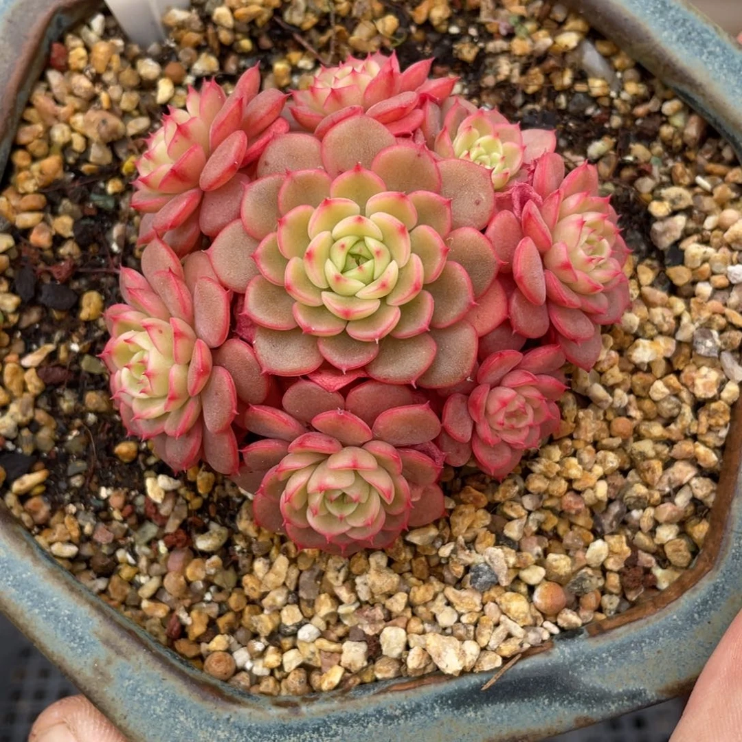 0202糖果宝贝不带盆7厘米