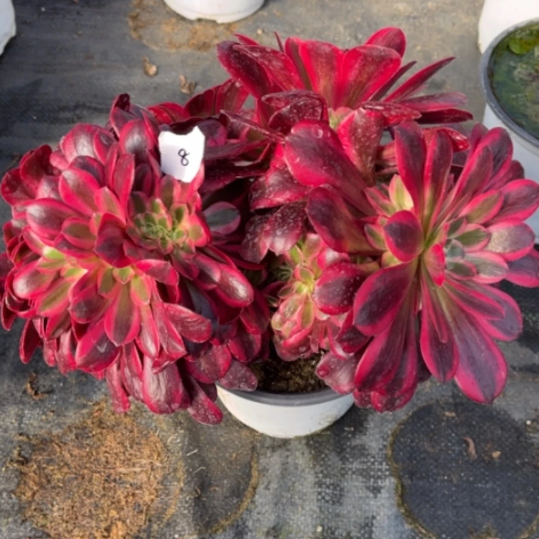 【闪购商品】8美杜莎缀多肉法师