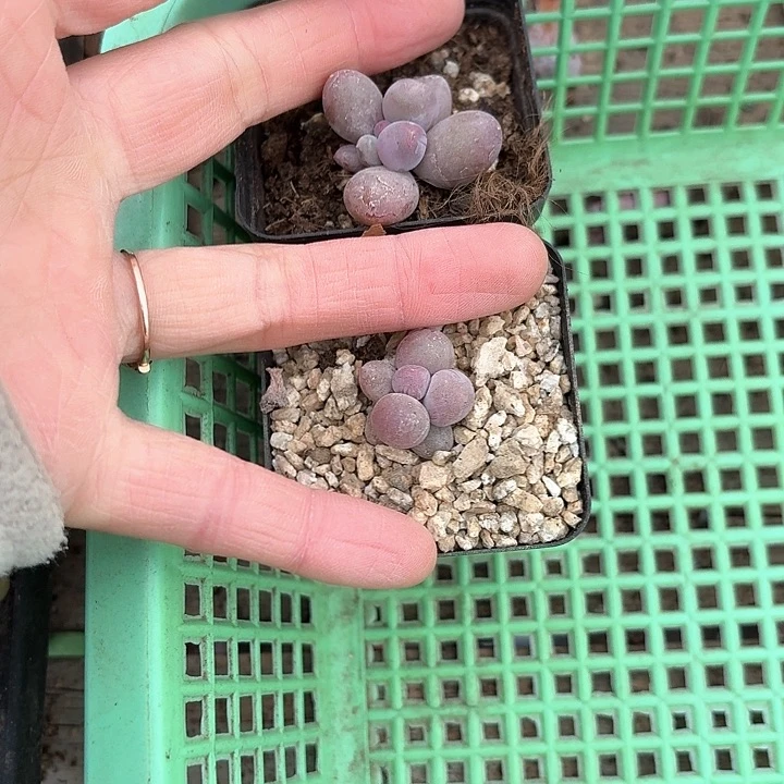 松*✨c n z xv c x g 455