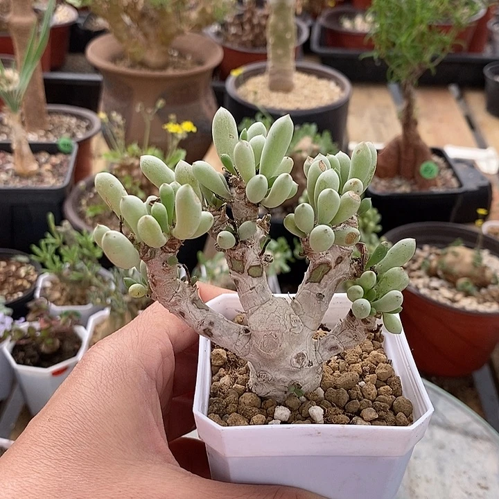 猫*818卡拉菲厚敦菊一一一一一一一