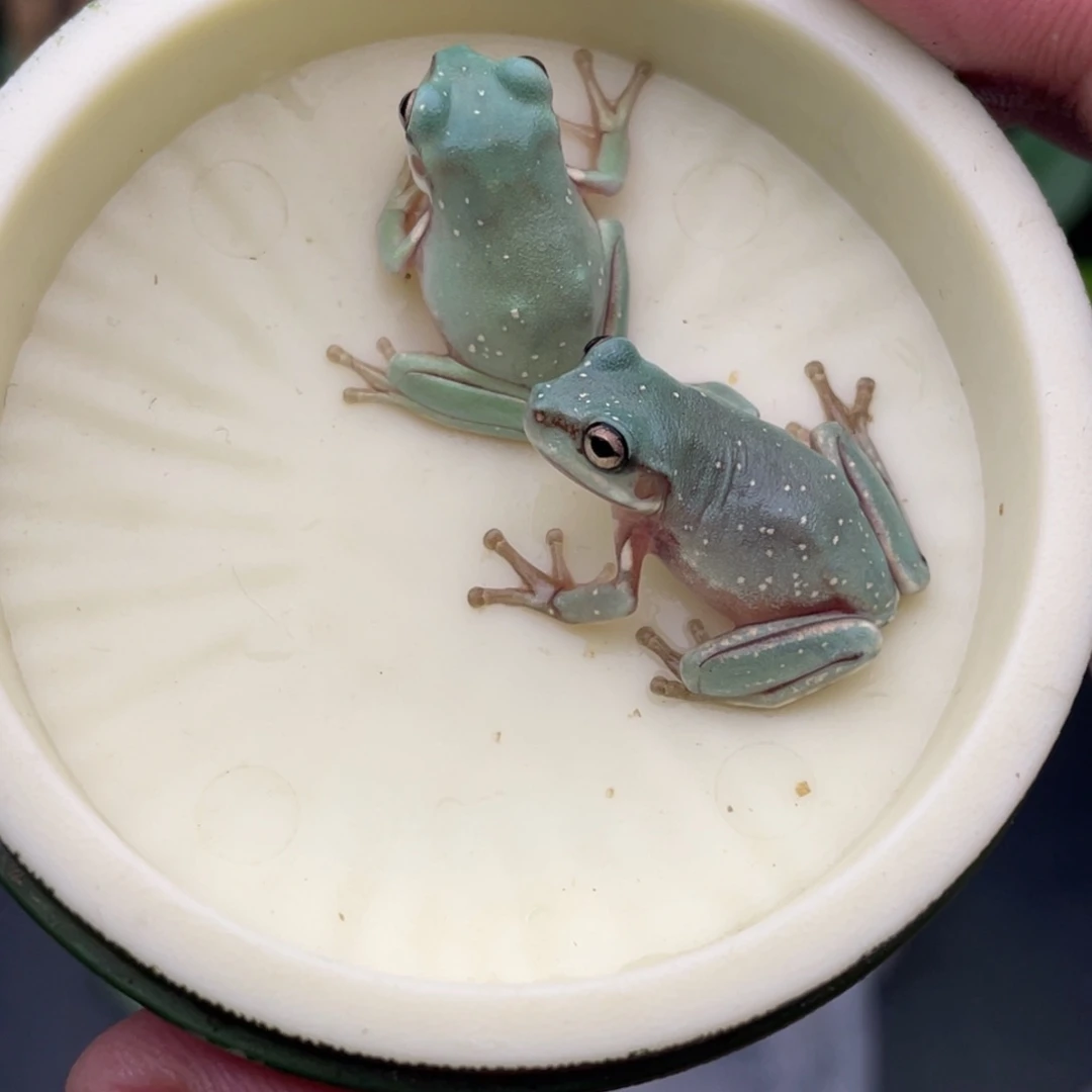 老爷树蛙2只蓝老爷